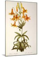 Lilium Penduliflorum, from Les Liliacees, 1811-Pierre-Joseph Redouté-Mounted Premium Giclee Print