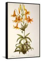 Lilium Penduliflorum, from Les Liliacees, 1811-Pierre-Joseph Redouté-Framed Stretched Canvas