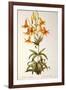 Lilium Penduliflorum, from Les Liliacees, 1811-Pierre-Joseph Redouté-Framed Giclee Print