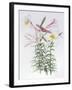 Lilium regale large group-Sally Crosthwaite-Framed Giclee Print