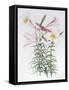 Lilium regale large group-Sally Crosthwaite-Framed Stretched Canvas