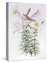 Lilium regale large group-Sally Crosthwaite-Stretched Canvas