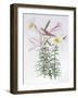 Lilium regale large group-Sally Crosthwaite-Framed Giclee Print