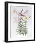 Lilium regale large group-Sally Crosthwaite-Framed Giclee Print