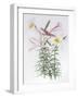 Lilium regale large group-Sally Crosthwaite-Framed Giclee Print