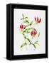 Lilium Rothschildiana (W/C on Paper)-Sally Crosthwaite-Framed Stretched Canvas