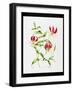 Lilium Rothschildiana (W/C on Paper)-Sally Crosthwaite-Framed Giclee Print