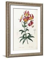 Lilium Superbum, 1805-1816-Pierre-Joseph Redouté-Framed Giclee Print