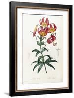 Lilium Superbum, 1805-1816-Pierre-Joseph Redouté-Framed Giclee Print