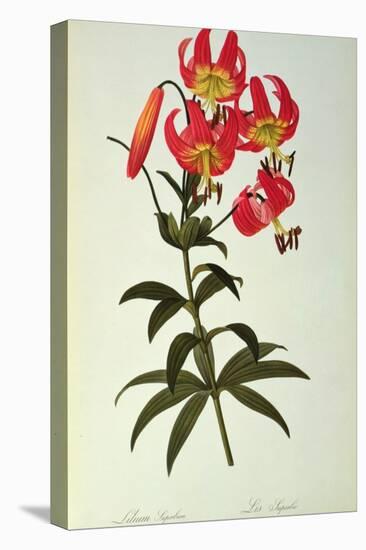 Lilium Superbum, from `Les Liliacees', 1805-Pierre-Joseph Redouté-Stretched Canvas