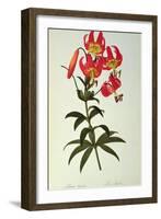 Lilium Superbum, from `Les Liliacees', 1805-Pierre-Joseph Redouté-Framed Giclee Print