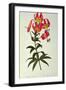 Lilium Superbum, from `Les Liliacees', 1805-Pierre-Joseph Redouté-Framed Giclee Print