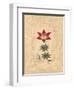 Lilium-Javier Fuentes-Framed Art Print