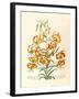 Lilium-Georg Dionysius Ehret-Framed Premium Giclee Print