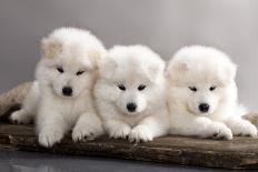 Funny Puppies of Samoyed Dog (Or Bjelkier)-Liliya Kulianionak-Photographic Print