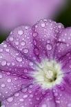 Close-Up of Mallow-Leaved Bindweed (Convolvulus Althaeoides) Flower Covered in Raindrops, Cyprus-Lilja-Photographic Print