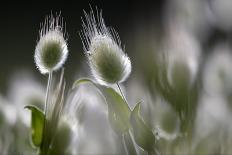 Two Poppy Anemone (Anemone Coronaria) Flowers, Omalos, Crete, Greece, April 2009-Lilja-Photographic Print