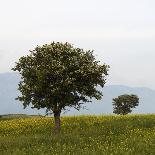 Trees in a Meadow, Hisarköy, Northern Cyprus, April 2009-Lilja-Photographic Print