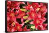 Lillies Anyone-Herb Dickinson-Framed Stretched Canvas