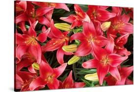 Lillies Anyone-Herb Dickinson-Stretched Canvas