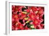 Lillies Anyone-Herb Dickinson-Framed Photographic Print