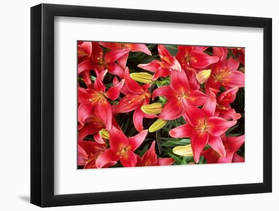 Lillies Anyone-Herb Dickinson-Framed Photographic Print