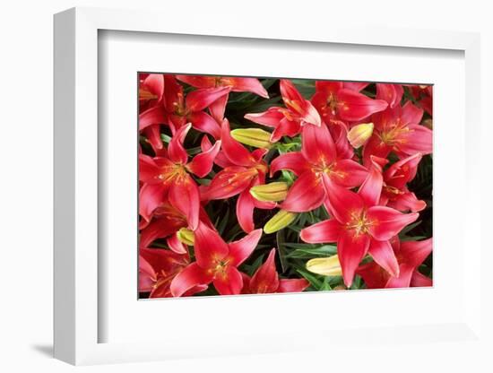 Lillies Anyone-Herb Dickinson-Framed Photographic Print