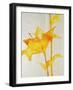 Lillies I-Rikki Drotar-Framed Giclee Print