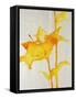 Lillies I-Rikki Drotar-Framed Stretched Canvas