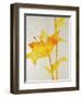 Lillies I-Rikki Drotar-Framed Giclee Print