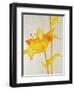 Lillies I-Rikki Drotar-Framed Giclee Print