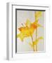 Lillies I-Rikki Drotar-Framed Giclee Print