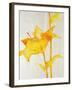 Lillies I-Rikki Drotar-Framed Giclee Print