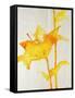 Lillies I-Rikki Drotar-Framed Stretched Canvas