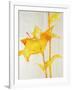 Lillies I-Rikki Drotar-Framed Giclee Print