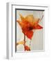 Lillies III-Rikki Drotar-Framed Giclee Print