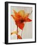 Lillies III-Rikki Drotar-Framed Giclee Print