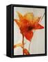 Lillies III-Rikki Drotar-Framed Stretched Canvas