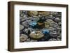 Lillies-#N/A #N/A-Framed Photographic Print