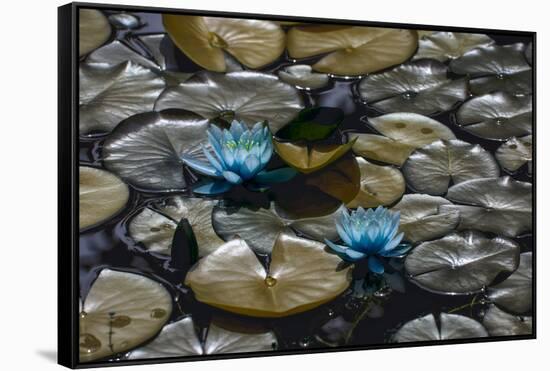 Lillies-#N/A #N/A-Framed Stretched Canvas