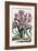 Lillio-Narcissus , 1697-1701-null-Framed Giclee Print