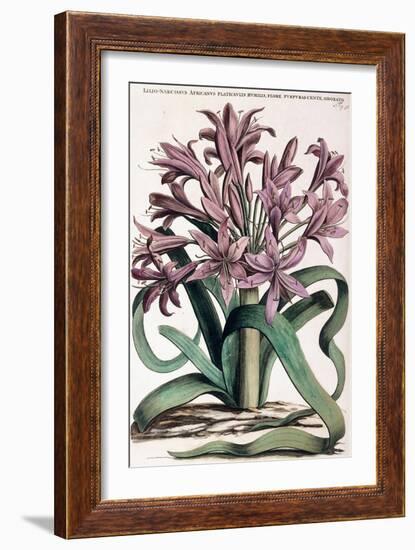 Lillio-Narcissus , 1697-1701-null-Framed Giclee Print