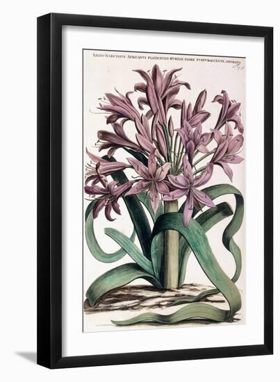 Lillio-Narcissus , 1697-1701-null-Framed Giclee Print