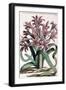 Lillio-Narcissus , 1697-1701-null-Framed Giclee Print