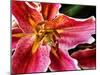 Lilly in detail, 2021,(photograph)-Ant Smith-Mounted Giclee Print