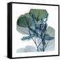 Lilly of Eucalyptus 2-Albert Koetsier-Framed Stretched Canvas