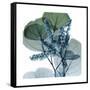 Lilly of Eucalyptus 2-Albert Koetsier-Framed Stretched Canvas