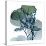 Lilly of Eucalyptus 2-Albert Koetsier-Stretched Canvas