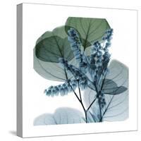 Lilly of Eucalyptus 2-Albert Koetsier-Stretched Canvas