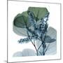 Lilly of Eucalyptus 2-Albert Koetsier-Mounted Premium Giclee Print